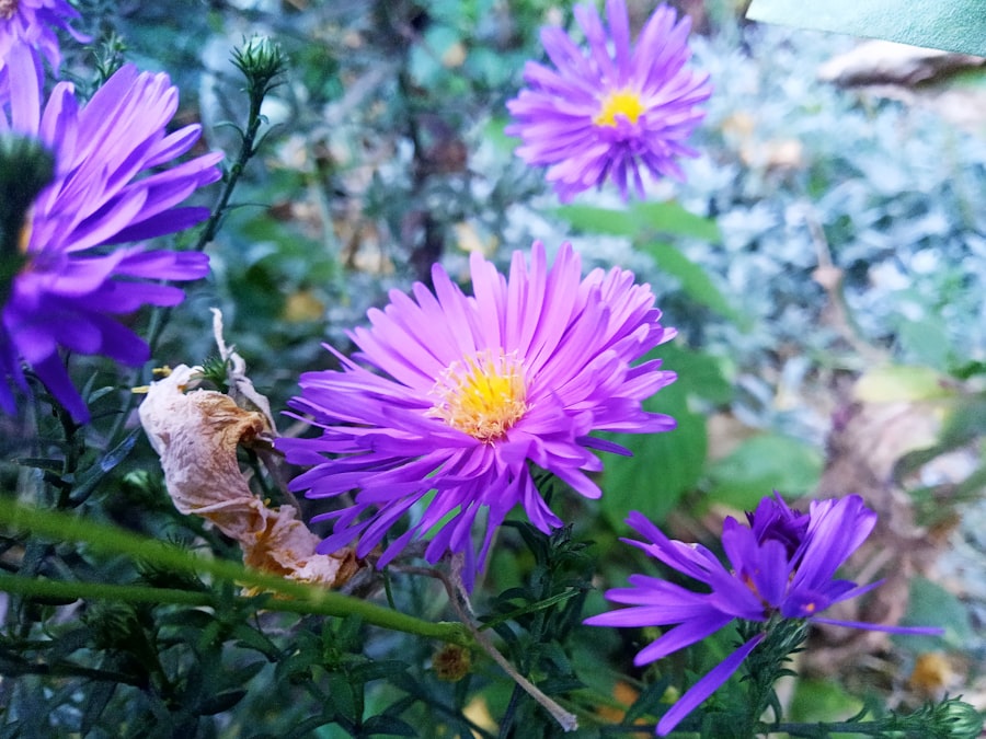 Photo natural beauty